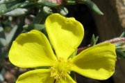 <strong>Lavinia Selli - Methodological framework to select plant species for controlling rill and gully erosion: application to a Mediterranean ecosystem,S. De Baets, J. Poesen, B. Reubens, B. Muys, J. De Baerdemaeker and J. Meersmans - Article</strong><br />© 